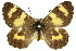  ( - 11ANIC-07195)  @11 [ ] CreativeCommons - Attribution (2011) ANIC/CBG Photography Group Centre for Biodiversity Genomics