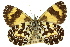  ( - 11ANIC-07196)  @11 [ ] CreativeCommons - Attribution (2011) ANIC/CBG Photography Group Centre for Biodiversity Genomics