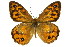  (Heteronympha merope - 11ANIC-07197)  @14 [ ] CreativeCommons - Attribution (2011) ANIC/CBG Photography Group Centre for Biodiversity Genomics