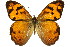  (Heteronympha mirifica - 11ANIC-07202)  @14 [ ] CreativeCommons - Attribution (2011) ANIC/CBG Photography Group Centre for Biodiversity Genomics