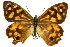  (Heteronympha paradelpha - 11ANIC-07205)  @11 [ ] CreativeCommons - Attribution (2011) ANIC/CBG Photography Group Centre for Biodiversity Genomics
