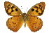  (Heteronympha penelope - 11ANIC-07206)  @13 [ ] CreativeCommons - Attribution (2011) ANIC/CBG Photography Group Centre for Biodiversity Genomics
