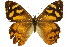  (Heteronympha banksii - 11ANIC-07211)  @11 [ ] CreativeCommons - Attribution (2011) ANIC/CBG Photography Group Centre for Biodiversity Genomics