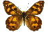  (Heteronympha solandri - 11ANIC-07213)  @13 [ ] CreativeCommons - Attribution (2011) ANIC/CBG Photography Group Centre for Biodiversity Genomics