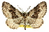 (Aponotoreas sp. ANIC4 - 11ANIC-07223)  @11 [ ] CreativeCommons - Attribution (2011) ANIC/CBG Photography Group Centre for Biodiversity Genomics
