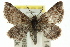  ( - 11ANIC-07224)  @11 [ ] CreativeCommons - Attribution (2011) ANIC/CBG Photography Group Centre for Biodiversity Genomics