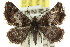  (Notoreas - 11ANIC-07226)  @13 [ ] CreativeCommons - Attribution (2011) ANIC/CBG Photography Group Centre for Biodiversity Genomics