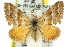  (Anomocentris - 11ANIC-07231)  @15 [ ] CreativeCommons - Attribution (2011) ANIC/CBG Photography Group Centre for Biodiversity Genomics