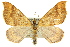  ( - 11ANIC-07252)  @14 [ ] CreativeCommons - Attribution (2011) ANIC/CBG Photography Group Centre for Biodiversity Genomics