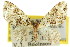  ( - 11ANIC-07265)  @11 [ ] CreativeCommons - Attribution (2011) ANIC/CBG Photography Group Centre for Biodiversity Genomics