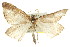  ( - 11ANIC-07267)  @11 [ ] CreativeCommons - Attribution (2011) ANIC/CBG Photography Group Centre for Biodiversity Genomics
