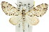 (Sauris lichenias - 11ANIC-07284)  @14 [ ] CreativeCommons - Attribution (2011) ANIC/CBG Photography Group Centre for Biodiversity Genomics