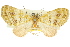  (Sauris brevipalpis - 11ANIC-07291)  @11 [ ] CreativeCommons - Attribution (2011) ANIC/CBG Photography Group Centre for Biodiversity Genomics