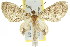  (Sauris vetustata - 11ANIC-07292)  @13 [ ] CreativeCommons - Attribution (2011) ANIC/CBG Photography Group Centre for Biodiversity Genomics