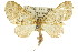  (Sauris nebulosa - 11ANIC-07301)  @14 [ ] CreativeCommons - Attribution (2011) ANIC/CBG Photography Group Centre for Biodiversity Genomics