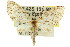  (Sauris sp. ANIC2 - 11ANIC-07310)  @11 [ ] CreativeCommons - Attribution (2011) ANIC/CBG Photography Group Centre for Biodiversity Genomics