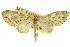  (Sauris dentatilinea - 11ANIC-07315)  @11 [ ] CreativeCommons - Attribution (2011) ANIC/CBG Photography Group Centre for Biodiversity Genomics