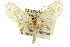  ( - 11ANIC-07319)  @13 [ ] CreativeCommons - Attribution (2011) ANIC/CBG Photography Group Centre for Biodiversity Genomics