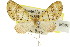  (Sauris sp. ANIC5 - 11ANIC-07325)  @11 [ ] CreativeCommons - Attribution (2011) ANIC/CBG Photography Group Centre for Biodiversity Genomics