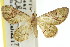  ( - 11ANIC-07345)  @11 [ ] CreativeCommons - Attribution (2011) ANIC/CBG Photography Group Centre for Biodiversity Genomics