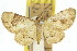  ( - 11ANIC-07346)  @11 [ ] CreativeCommons - Attribution (2011) ANIC/CBG Photography Group Centre for Biodiversity Genomics