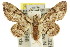  (Gymnoscelis - 11ANIC-07358)  @15 [ ] CreativeCommons - Attribution (2011) ANIC/CBG Photography Group Centre for Biodiversity Genomics