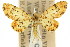  ( - 11ANIC-07359)  @11 [ ] CreativeCommons - Attribution (2011) ANIC/CBG Photography Group Centre for Biodiversity Genomics