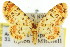  ( - 11ANIC-07360)  @11 [ ] CreativeCommons - Attribution (2011) ANIC/CBG Photography Group Centre for Biodiversity Genomics