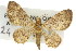 ( - 11ANIC-07366)  @14 [ ] CreativeCommons - Attribution (2011) ANIC/CBG Photography Group Centre for Biodiversity Genomics