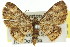  (Symmimetis - 11ANIC-07368)  @15 [ ] CreativeCommons - Attribution (2011) ANIC/CBG Photography Group Centre for Biodiversity Genomics