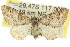  (Phrissogonus laticostata - 11ANIC-07376)  @15 [ ] CreativeCommons - Attribution (2011) ANIC/CBG Photography Group Centre for Biodiversity Genomics
