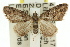  ( - 11ANIC-07382)  @14 [ ] CreativeCommons - Attribution (2011) ANIC/CBG Photography Group Centre for Biodiversity Genomics