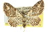  (Chloroclystis pallidiplaga - 11ANIC-07393)  @15 [ ] CreativeCommons - Attribution (2011) ANIC/CBG Photography Group Centre for Biodiversity Genomics