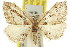  (Chloroclystis approximata - 11ANIC-07406)  @14 [ ] CreativeCommons - Attribution (2011) ANIC/CBG Photography Group Centre for Biodiversity Genomics