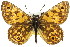  ( - 11ANIC-07418)  @11 [ ] CreativeCommons - Attribution (2011) ANIC/CBG Photography Group Centre for Biodiversity Genomics