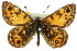  (Oreixenica orichora - 11ANIC-07419)  @11 [ ] CreativeCommons - Attribution (2011) ANIC/CBG Photography Group Centre for Biodiversity Genomics