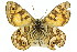  (Oreixenica lathoniella - 11ANIC-07423)  @15 [ ] CreativeCommons - Attribution (2011) ANIC/CBG Photography Group Centre for Biodiversity Genomics