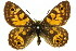  (Oreixenica latialis - 11ANIC-07424)  @15 [ ] CreativeCommons - Attribution (2011) ANIC/CBG Photography Group Centre for Biodiversity Genomics