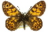  ( - 11ANIC-07425)  @11 [ ] CreativeCommons - Attribution (2011) ANIC/CBG Photography Group Centre for Biodiversity Genomics