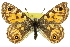  ( - 11ANIC-07426)  @11 [ ] CreativeCommons - Attribution (2011) ANIC/CBG Photography Group Centre for Biodiversity Genomics