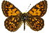  (Oreixenica correae - 11ANIC-07427)  @11 [ ] CreativeCommons - Attribution (2011) ANIC/CBG Photography Group Centre for Biodiversity Genomics