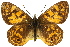  ( - 11ANIC-07428)  @11 [ ] CreativeCommons - Attribution (2011) ANIC/CBG Photography Group Centre for Biodiversity Genomics