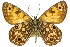  ( - 11ANIC-07429)  @11 [ ] CreativeCommons - Attribution (2011) ANIC/CBG Photography Group Centre for Biodiversity Genomics