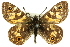  ( - 11ANIC-07430)  @11 [ ] CreativeCommons - Attribution (2011) ANIC/CBG Photography Group Centre for Biodiversity Genomics