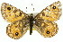  (Oreixenica ptunarra - 11ANIC-07431)  @11 [ ] CreativeCommons - Attribution (2011) ANIC/CBG Photography Group Centre for Biodiversity Genomics