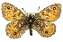  ( - 11ANIC-07432)  @11 [ ] CreativeCommons - Attribution (2011) ANIC/CBG Photography Group Centre for Biodiversity Genomics