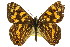  ( - 11ANIC-07434)  @11 [ ] CreativeCommons - Attribution (2011) ANIC/CBG Photography Group Centre for Biodiversity Genomics
