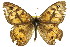  ( - 11ANIC-07436)  @11 [ ] CreativeCommons - Attribution (2011) ANIC/CBG Photography Group Centre for Biodiversity Genomics