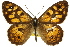  ( - 11ANIC-07438)  @11 [ ] CreativeCommons - Attribution (2011) ANIC/CBG Photography Group Centre for Biodiversity Genomics