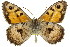  ( - 11ANIC-07439)  @11 [ ] CreativeCommons - Attribution (2011) ANIC/CBG Photography Group Centre for Biodiversity Genomics